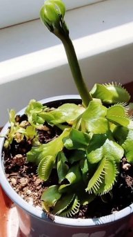 Дионея😈 мухоловка зацветает💮