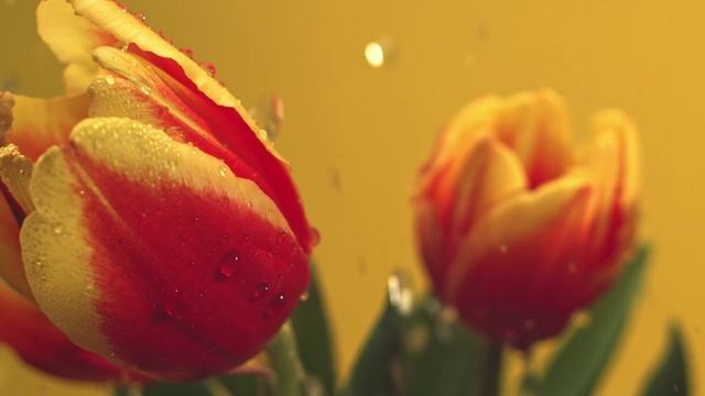 Капли на тюльпанах умиротворяющая музыка для души🌸