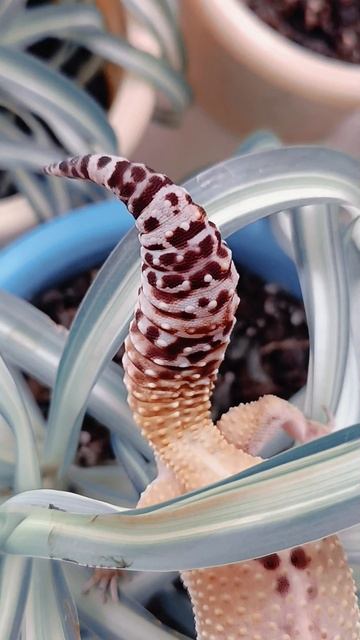 Милашка☺️💗🦎