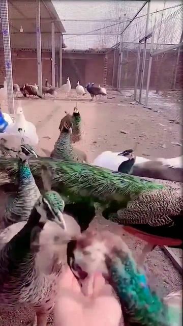 Status  amazing | peacock🦚🦚 #shorts #shortsfeed #youtubeshorts