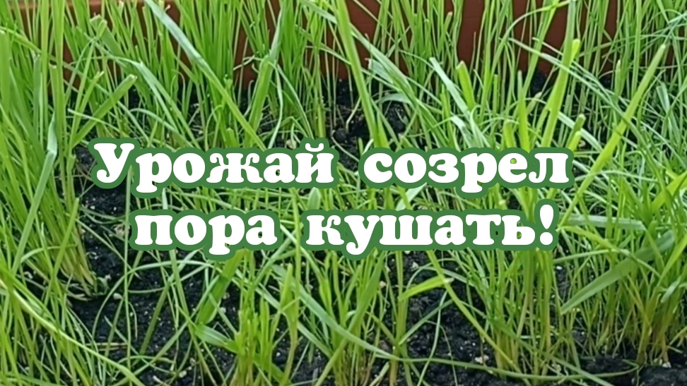 Урожай созрел пора кушать!