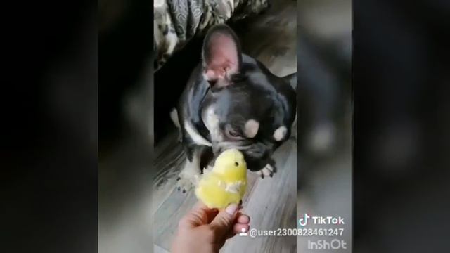 ФРАНЦУЗСКИЙ БУЛЬДОГ🔥 щенки-голубой ОКРАС