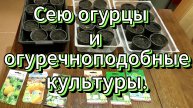 Сею огурцы