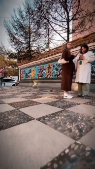 сакура цветет в Петербурге