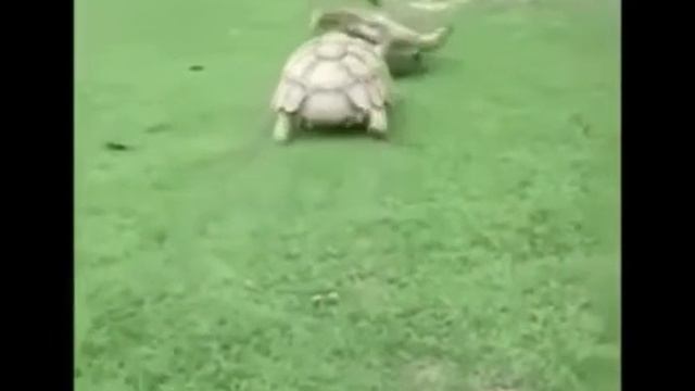 5 ноябрь 2016 г.