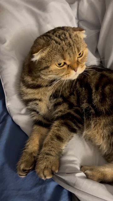 Милая шотландская вислоухая кошка 🐱