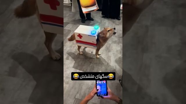 собачьи наряды