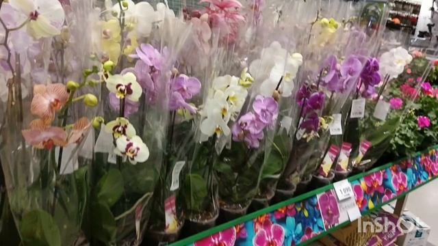 Орхидеи в Бауцентре/24.04.25/