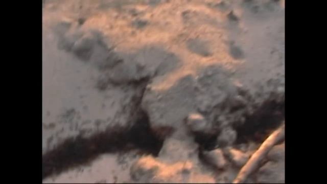 safari ants 2001 in High Definition