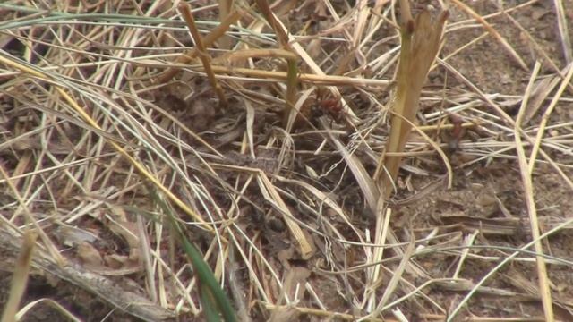 Drought And Biting Ants!  Wisconsin Garden Upadate