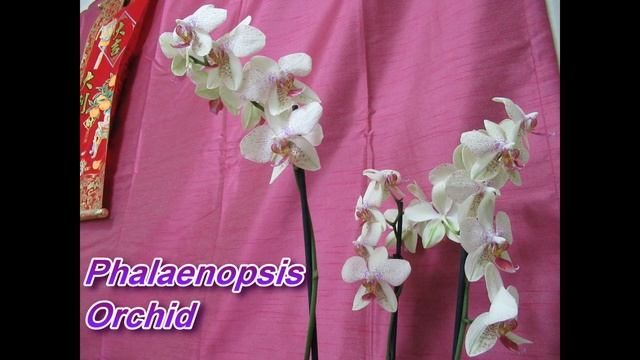 Easy Indoor Plants for Beginners #Lovedplants #flowersUK #houseplant