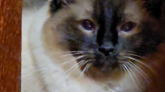 cat staring at camera with murderous intent for around 3 minutes