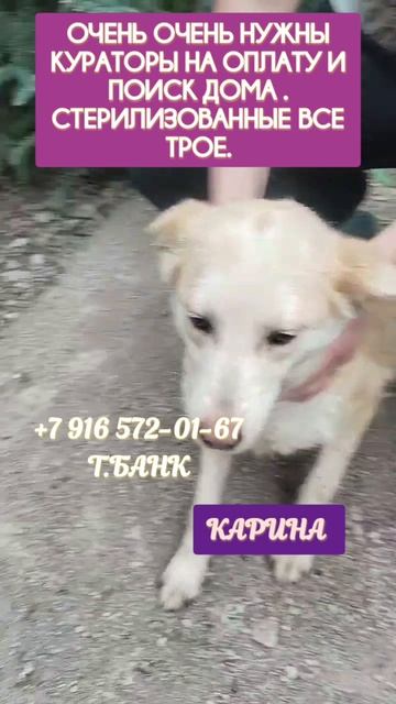 Клюква, Ася , Карина , спасены из отлова в Казахстане