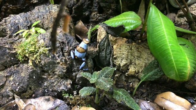 Oophaga histrionica Eating Flies