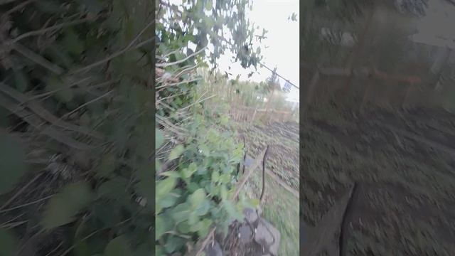 огород