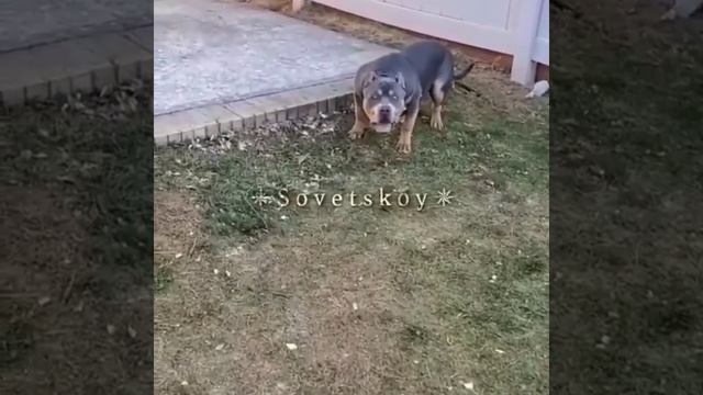 Кайфарик999