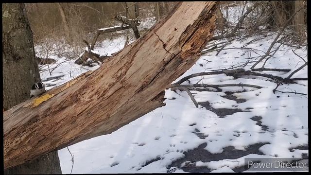 Bryan Eddy Music "A Tree Falls In the Forest"