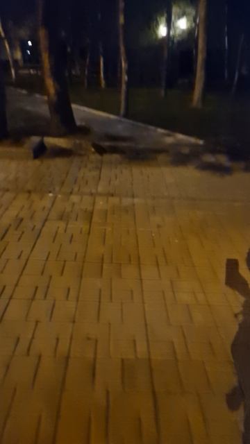Шустрый ёж