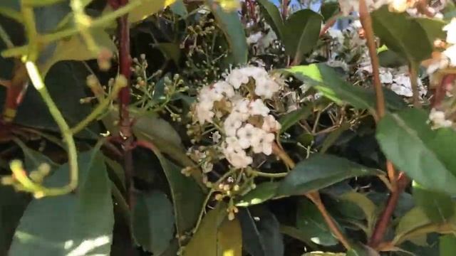 Newgate Nurseries Spring Video