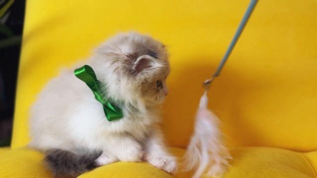 Малыш Манчкин супермини Зефир 🥰 ШОУ класс 🔥
https://vk.com/okcats_40
Inst: @okcats_40