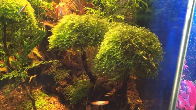 Moss Trees!
