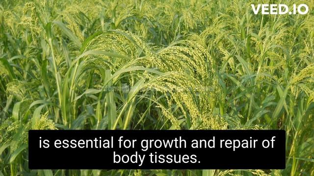 Nutrition Values of Proso Millet