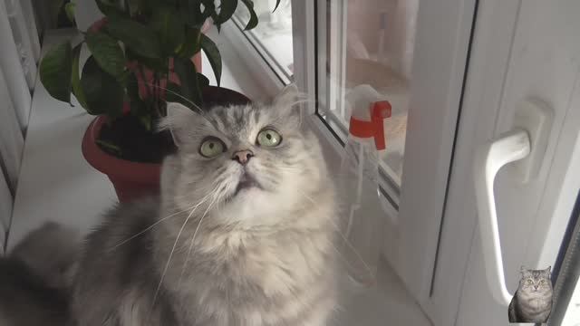 Наша кошка-4