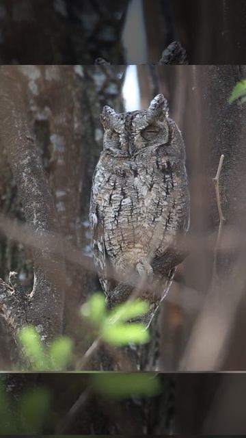 Owl Bird Animal Meditaion Relaxing Music #shorts video