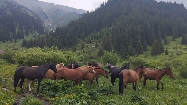 Жайлау жасыл кол
