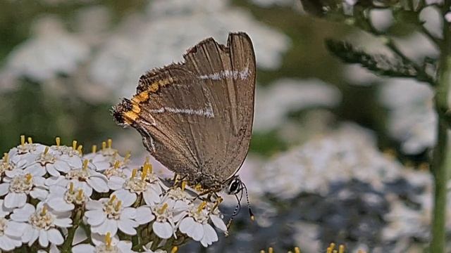 Almestjertvinge (Satyrium w-album)
