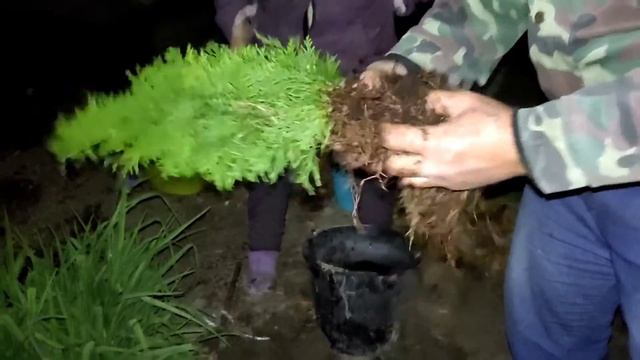 /19/10/2021/. Посадка хвойных растений.