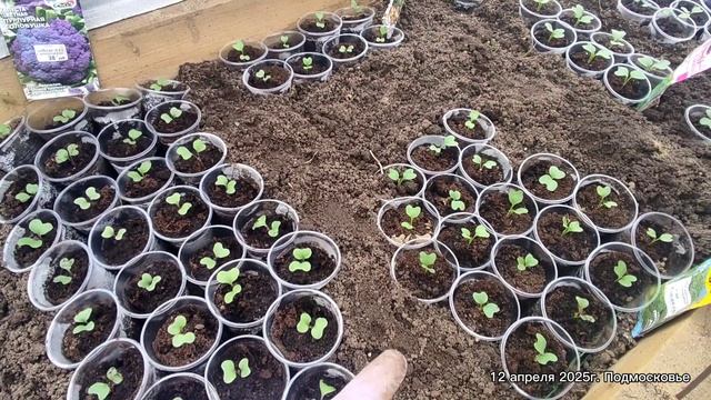 Чтобы рассада не пересыхала в теплице