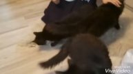 Новости про котят .