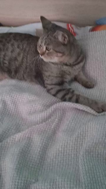 Мои кошаки