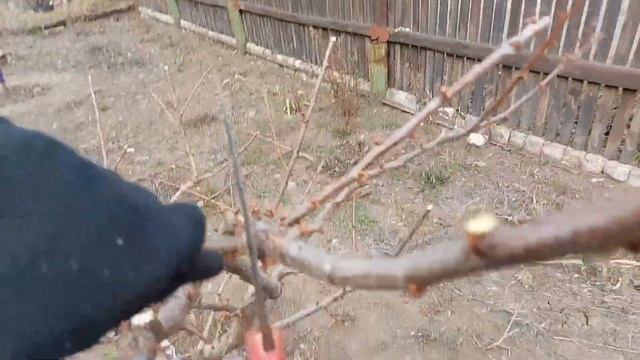 Молодая СЛИВА. Обрезка