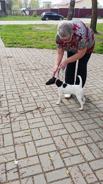 Никон Фокс Милашка, ставим в стойку