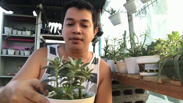 Graptoveria Fred Ive's Care Tips! Recommended for Beginners!