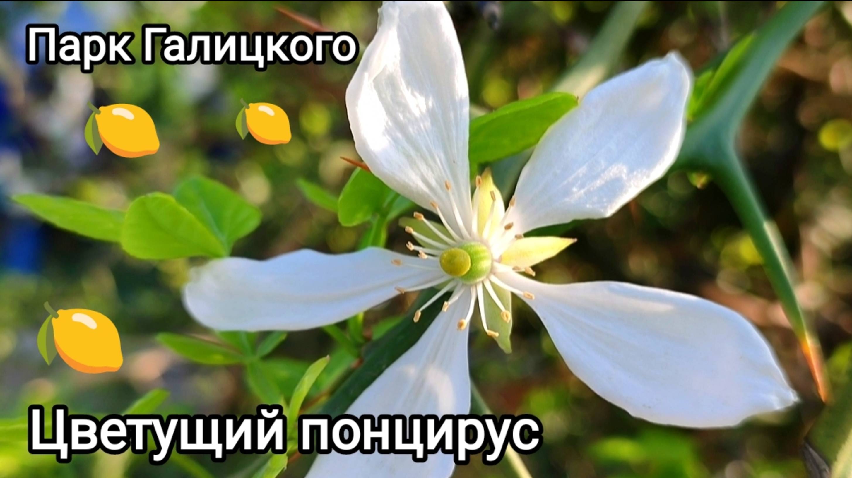 🌳Парк Галицкого. Цветение понцируса (небольшое цитрусовое деревце)
