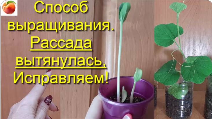 Способ выращивания огурцы тыквы томатов если рассада вытянулась совет