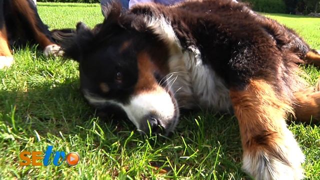Wunderbare Welpen - Berner Sennen Wurf in Schlamersdorf