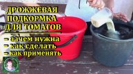 Дрожжевая подкормка для томатов Что дает Как приготовить Как и когда подкармливать