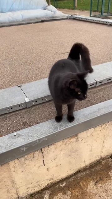 Милый и общительный котик в парке