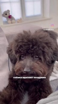 Собаки дышут не так люди.