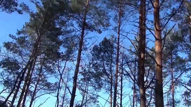 До озера Бабинець. Любомльський район, Волинь.
