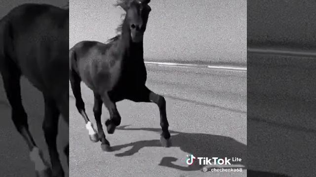 Кайфарик999