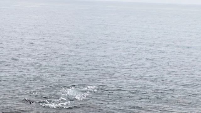Анапа 24.04.2025
Тургеневский спуск
Дельфины