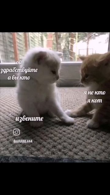 Разговоры моих котиков