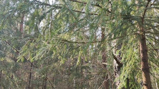 🌞 Лесная прогулка в апреле: где послушать птиц и увидеть берёзовый сок – Natures Quiet Retreat