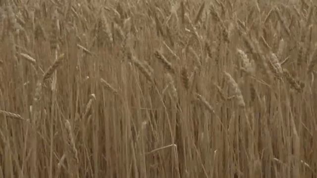 Уборочная страда в КФХ В.Э. Зорина