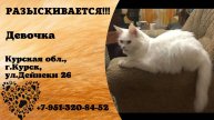 Пропала кошка! Девочка. Курская обл, г. Курск